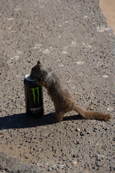 DSC_6892 (Large).JPG